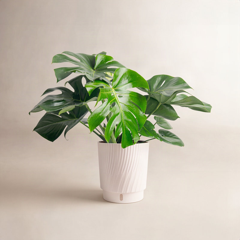 Costa Farms Monstera Deliciosa Plant & Reviews | AllModern